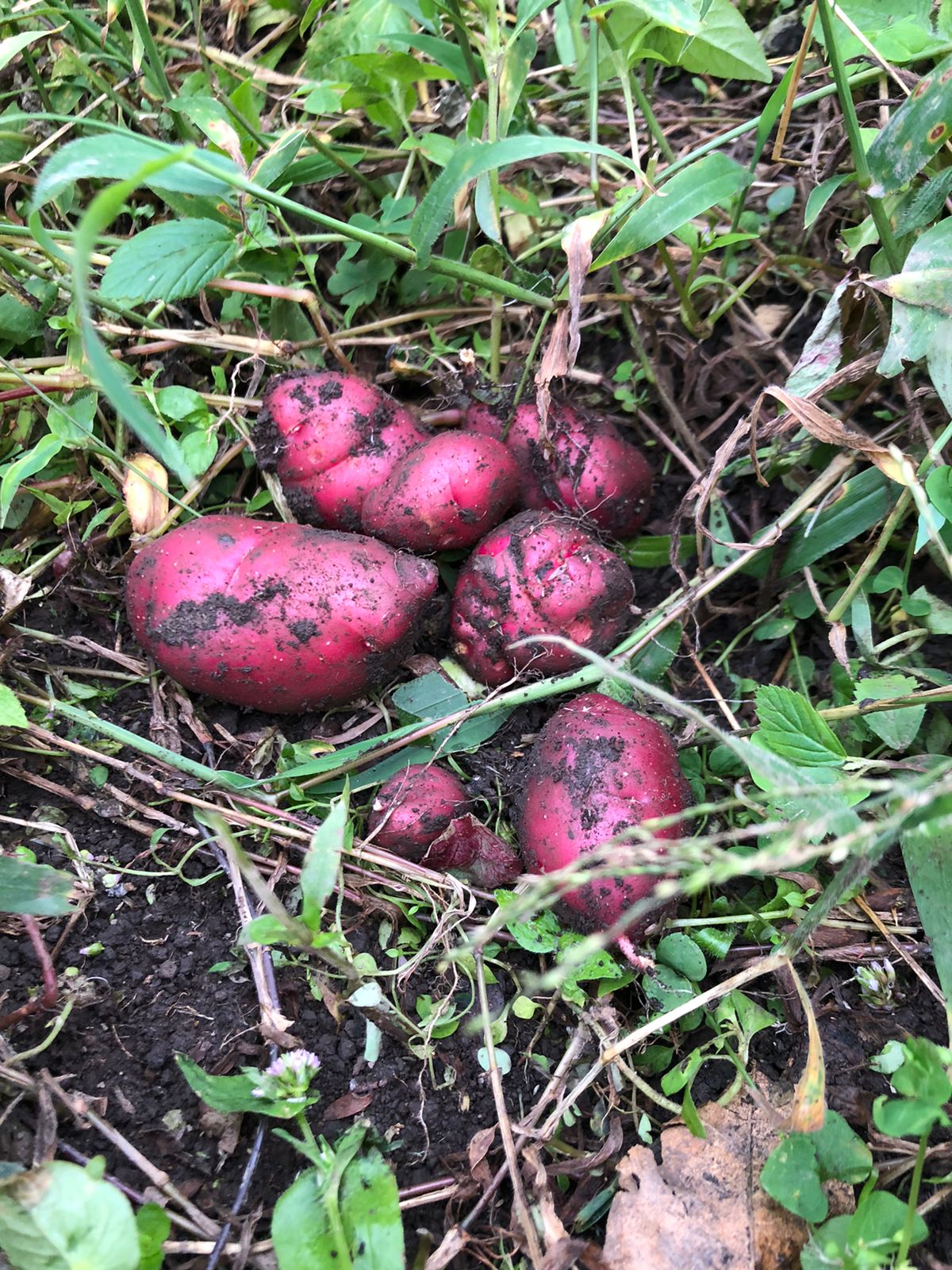 cultivos soberanía nodos