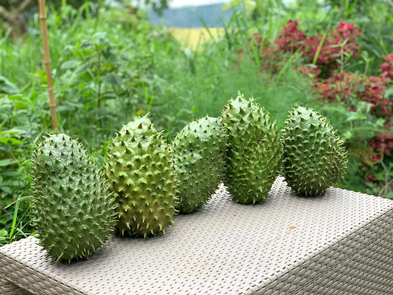 guanabanas
